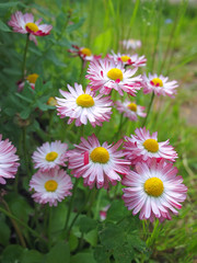 Fototapeta premium Pink camomiles in a garden