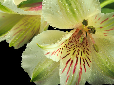White lilies with water drops.