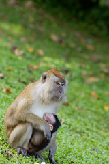 Monkey breastfeed her baby