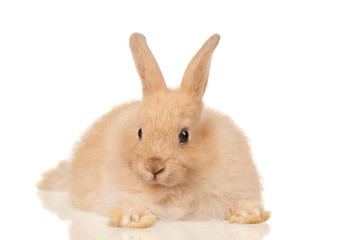 Cute rabbit