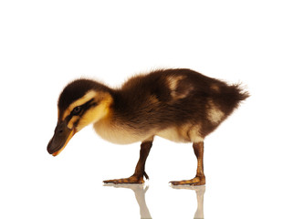 Domestic duckling