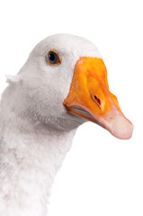 Domestic goose