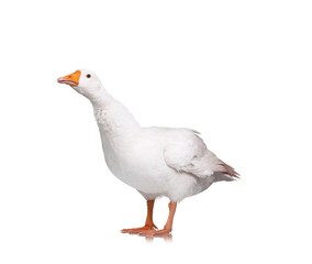 Domestic goose