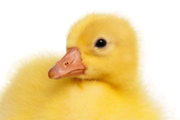 Domestic gosling