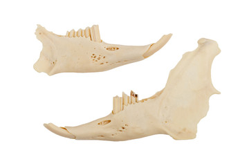 Fototapeta premium Jaws of a rabid