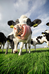 Funny cow - 45652739
