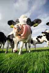 Deurstickers Grappige koe © Per Tillmann