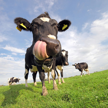 Holstein cow with huge tongue