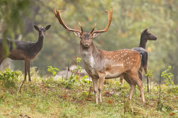 Fallow deer with females during the rut