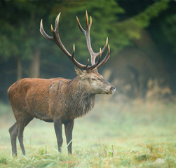 Red deer stag