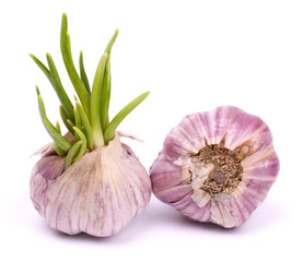 Sprouting garlic isolated on white background
