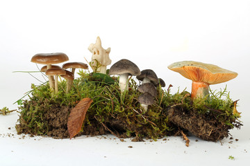 Verschiedene Pilze © Klaus Eppele