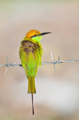 green bee-eater bird