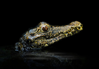 Krokodil