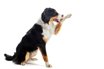 berger australien donnant la patte © cynoclub