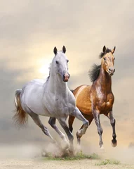 Foto op Plexiglas paarden in stof © Mari_art