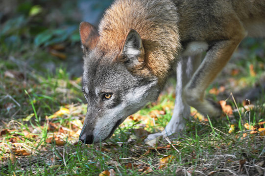 Fototapeta Wolf verfolgt Spur