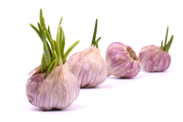 Sprouting garlic cloves isolated on white background