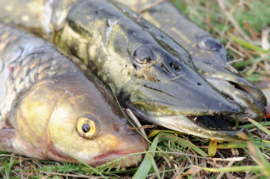 Fisherman's Catch - Pikes and Chub Fish on the Grass