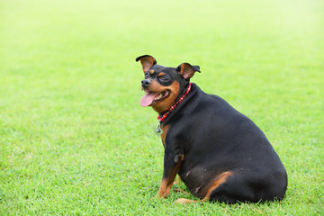 dog on the green grass