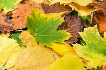 background with autumn leaves