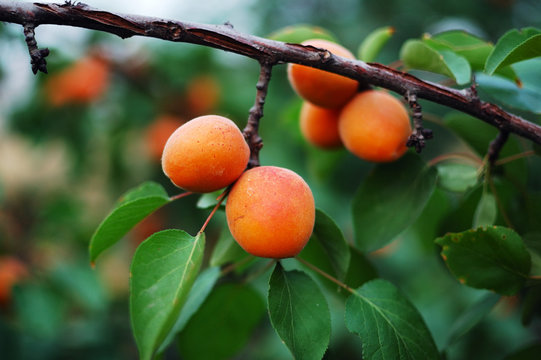 apricot 7