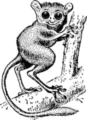 Tarsius pumilus standing on the branch of the tree