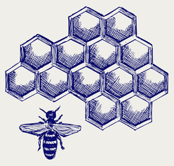 Working bee on honeycells