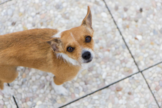 Cane abbandonato