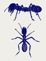 Portrait of ant. Sketch