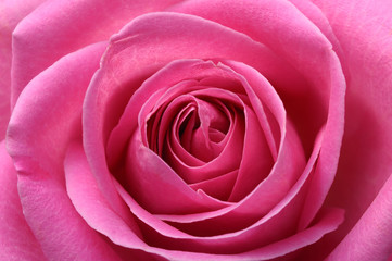 Gros plan du coeur et des pétales de rose rose
