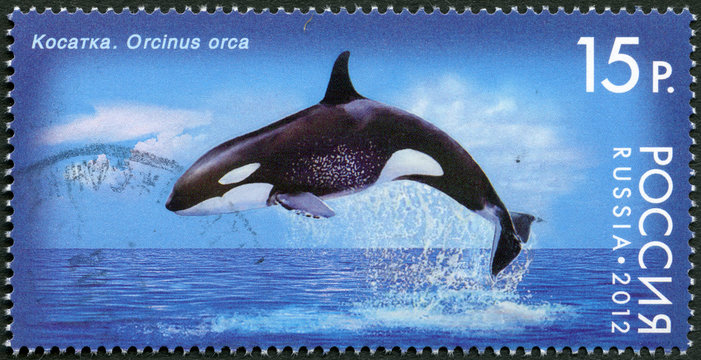 RUSSIA - 2012: shows Killer Whale