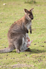 wallaby with joey 6954 - 45662318