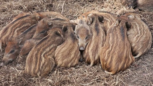 Many wild boar piglets sleeping