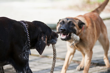 Spielende Hunde