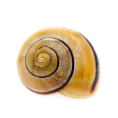 Ein sch&ouml;nes Schneckenhaus