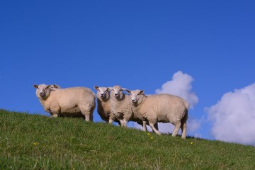 Schafe auf dem Deich