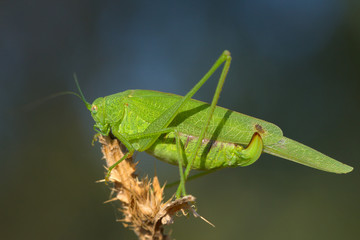 Great green bushcricket close-up / Tettigonia Viridissima
