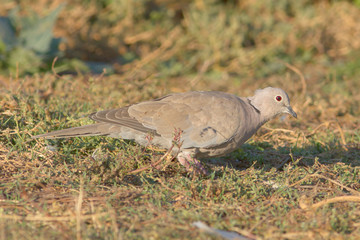 collared dove feeding on the ground / Streptopelia decaocto