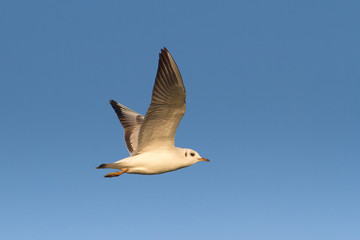 Black-headed Gull  / Chroicocephalus ridibundus