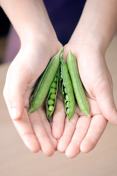 pea vegetable fresh food closeup in hands