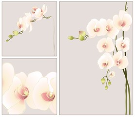 Greeting card with orchid. Illustration orhid.