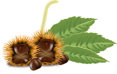 riccio con castagne-with chestnuts hedgehog
