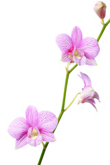 Obraz premium orchid