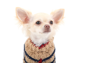 Obraz premium Chihuahua