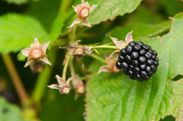 Macro of blackberry healthy ecologic dewberry