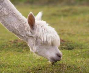 alpaca portrait