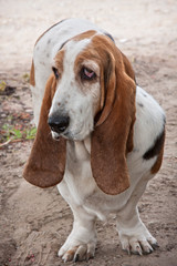 basset hound