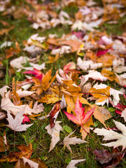 Fall leaves on ground