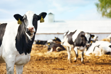 The dairy cows life in a farm